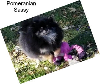 Pomeranian Sassy