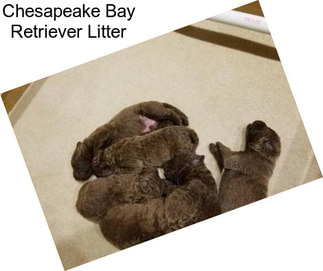 Chesapeake Bay Retriever Litter