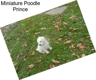 Miniature Poodle Prince