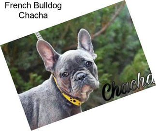 French Bulldog Chacha