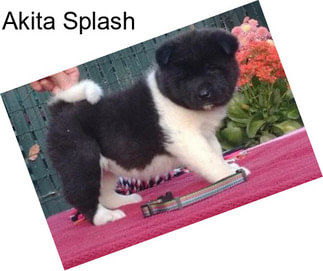 Akita Splash