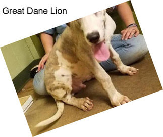 Great Dane Lion