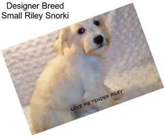 Designer Breed Small Riley Snorki