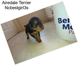 Airedale Terrier Ncbestgirl3s