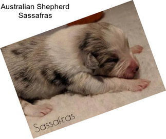 Australian Shepherd Sassafras