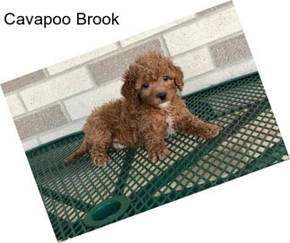 Cavapoo Brook