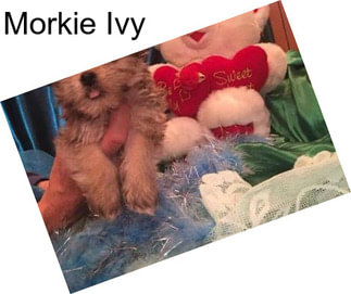 Morkie Ivy