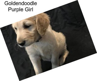Goldendoodle Purple Girl
