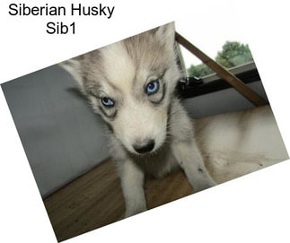 Siberian Husky Sib1