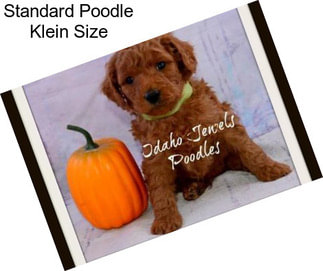 Standard Poodle Klein Size