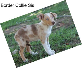 Border Collie Sis