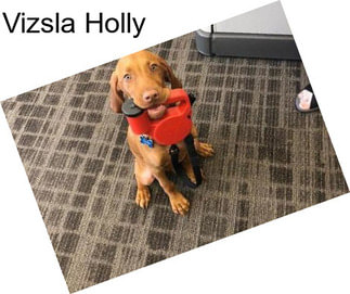 Vizsla Holly