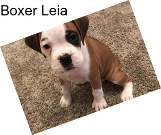 Boxer Leia