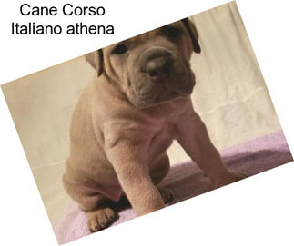 Cane Corso Italiano \