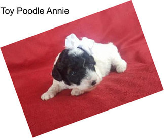 Toy Poodle Annie