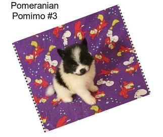 Pomeranian Pomimo #3