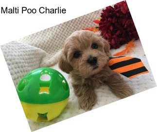 Malti Poo Charlie