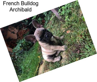 French Bulldog Archibald