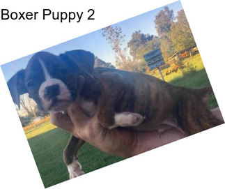 Boxer Puppy 2