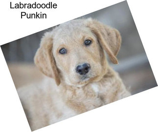 Labradoodle Punkin