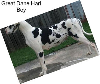 Great Dane Harl Boy