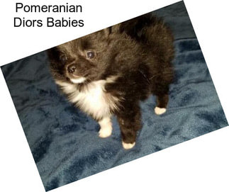 Pomeranian Diors Babies