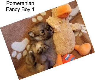 Pomeranian Fancy Boy 1