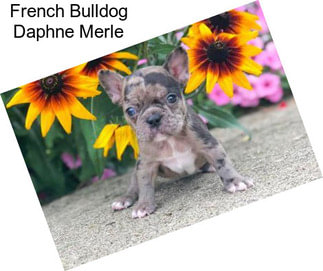 French Bulldog Daphne Merle