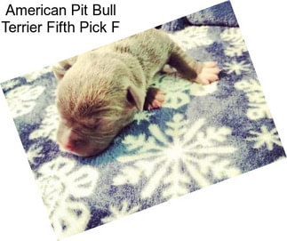 American Pit Bull Terrier Fifth Pick F