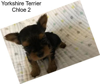 Yorkshire Terrier Chloe 2