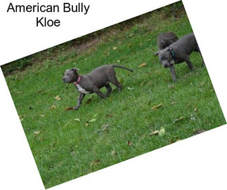 American Bully Kloe