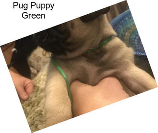 Pug Puppy Green