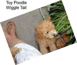 Toy Poodle Wiggle Tail
