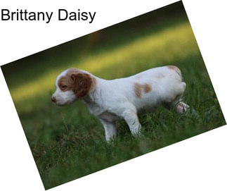 Brittany Daisy