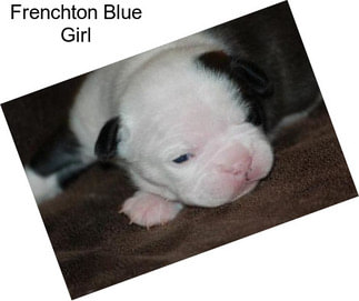 Frenchton Blue Girl