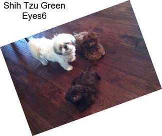 Shih Tzu Green Eyes6