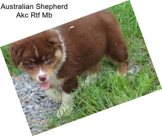 Australian Shepherd Akc Rtf Mb