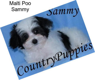 Malti Poo Sammy