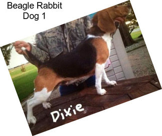 Beagle Rabbit Dog 1