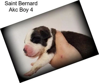 Saint Bernard Akc Boy 4