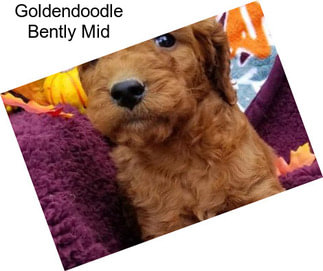 Goldendoodle Bently Mid