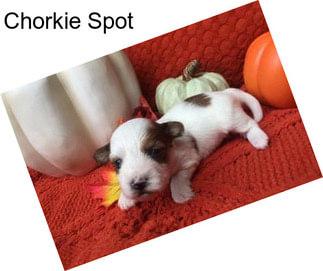 Chorkie Spot