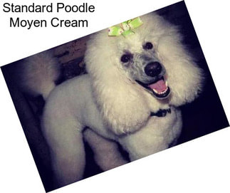 Standard Poodle Moyen Cream