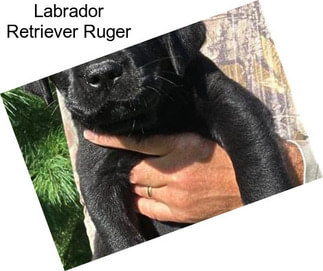 Labrador Retriever Ruger