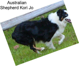 Australian Shepherd Kori Jo