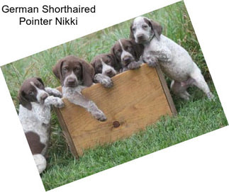 German Shorthaired Pointer Nikki