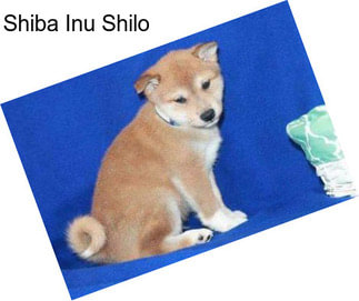 Shiba Inu Shilo