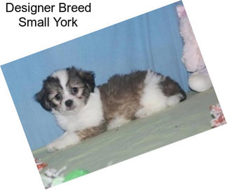 Designer Breed Small York