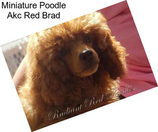 Miniature Poodle Akc Red Brad