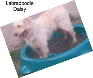 Labradoodle Daisy